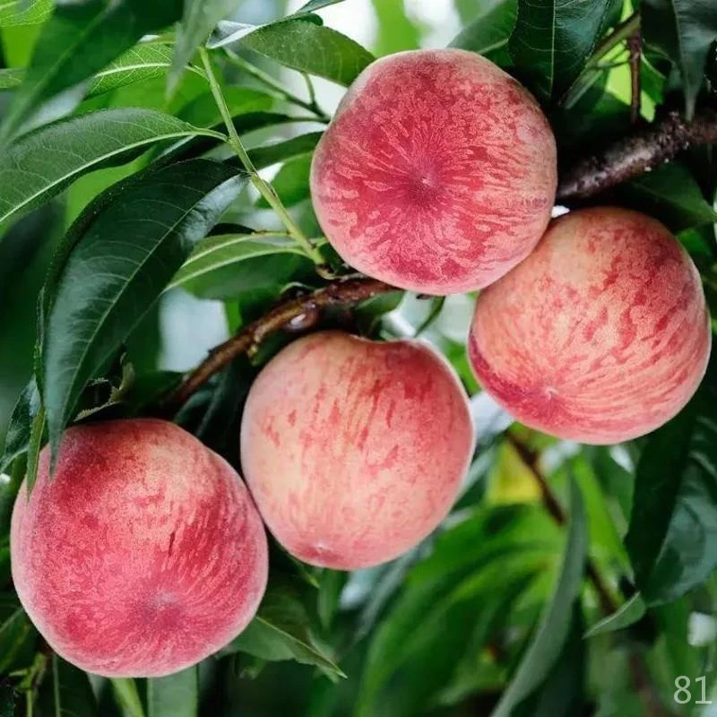 早熟水蜜桃树苗嫁接黄桃树苗当年结果南方北方种植桃树果苗树苗