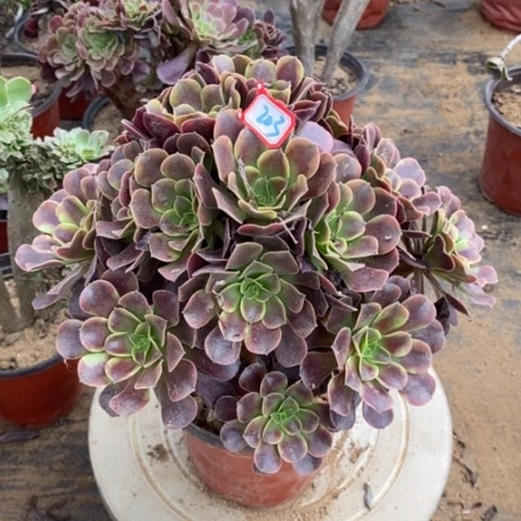 欧嘉莉捧花一物一拍
