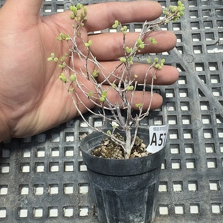 57 多肉植物多肉植物