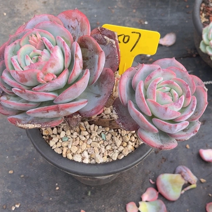 1507 000000000800888