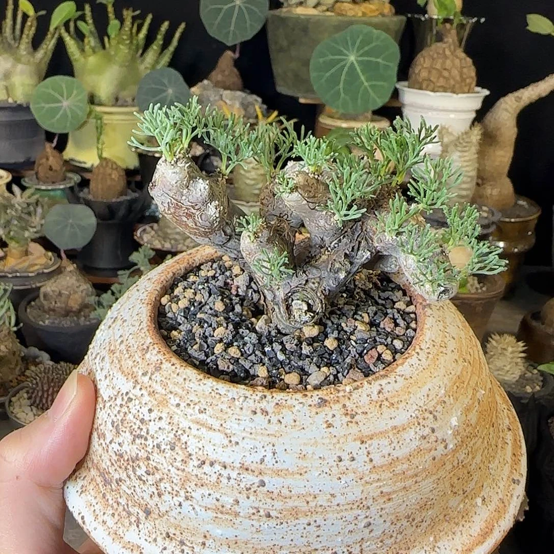 一物一拍黑皮月界88