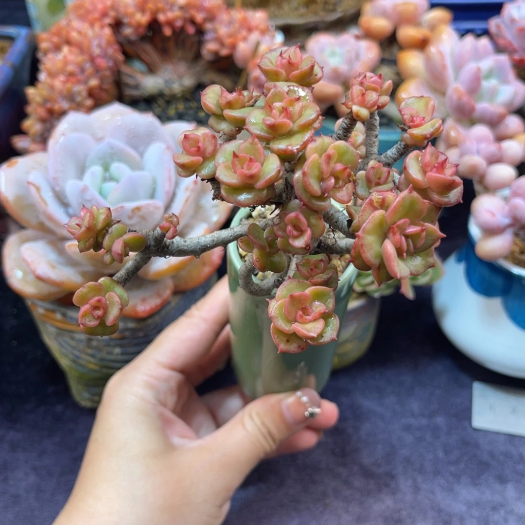 蜡牡丹 八公分 带盆