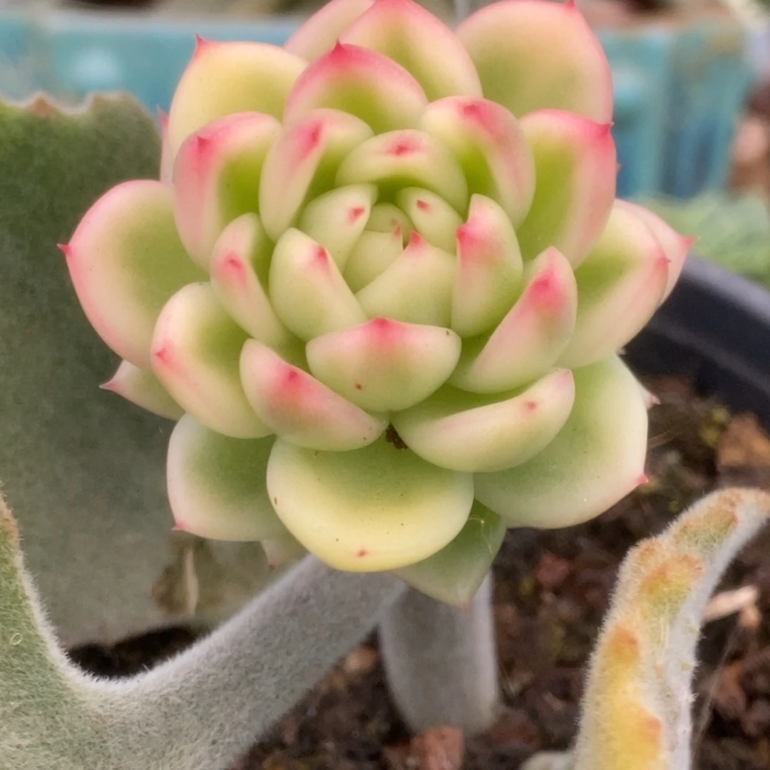 271佛罗瑞安娜锦锦锦锦