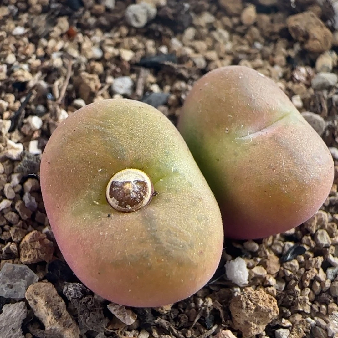 0473/毛杂/多肉植物