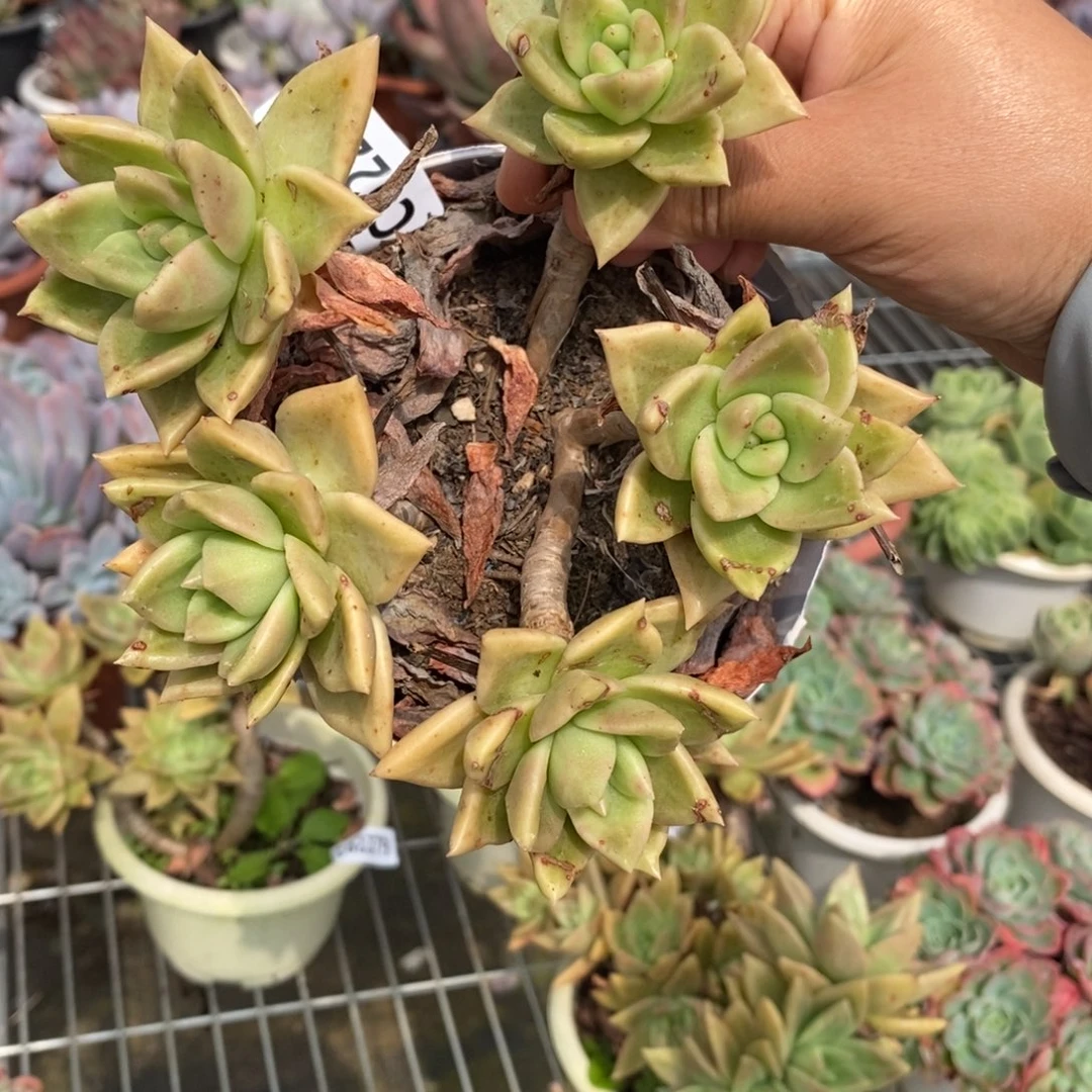 2280黄金表丽娜一物一拍
