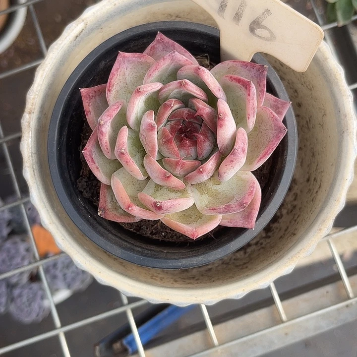 两单包邮，一物一拍卡系116