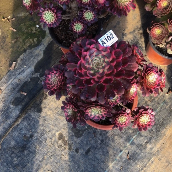 黑金钢多肉1020000000