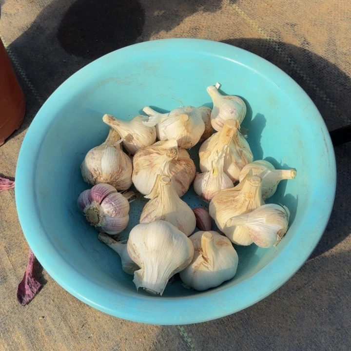 瑞妈多肉园艺5斤包邮。大蒜