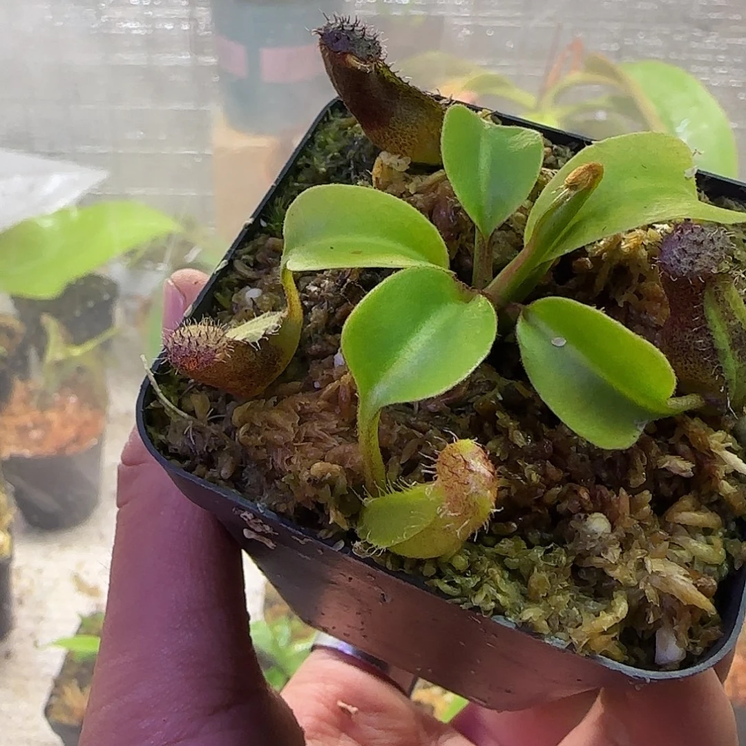 无花朵专拍云雾猪笼草
