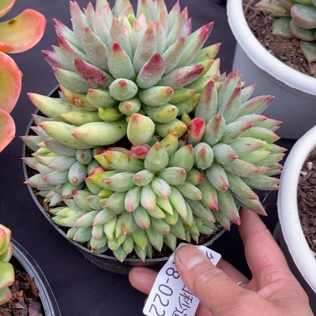 两单包邮1118-22虞美人