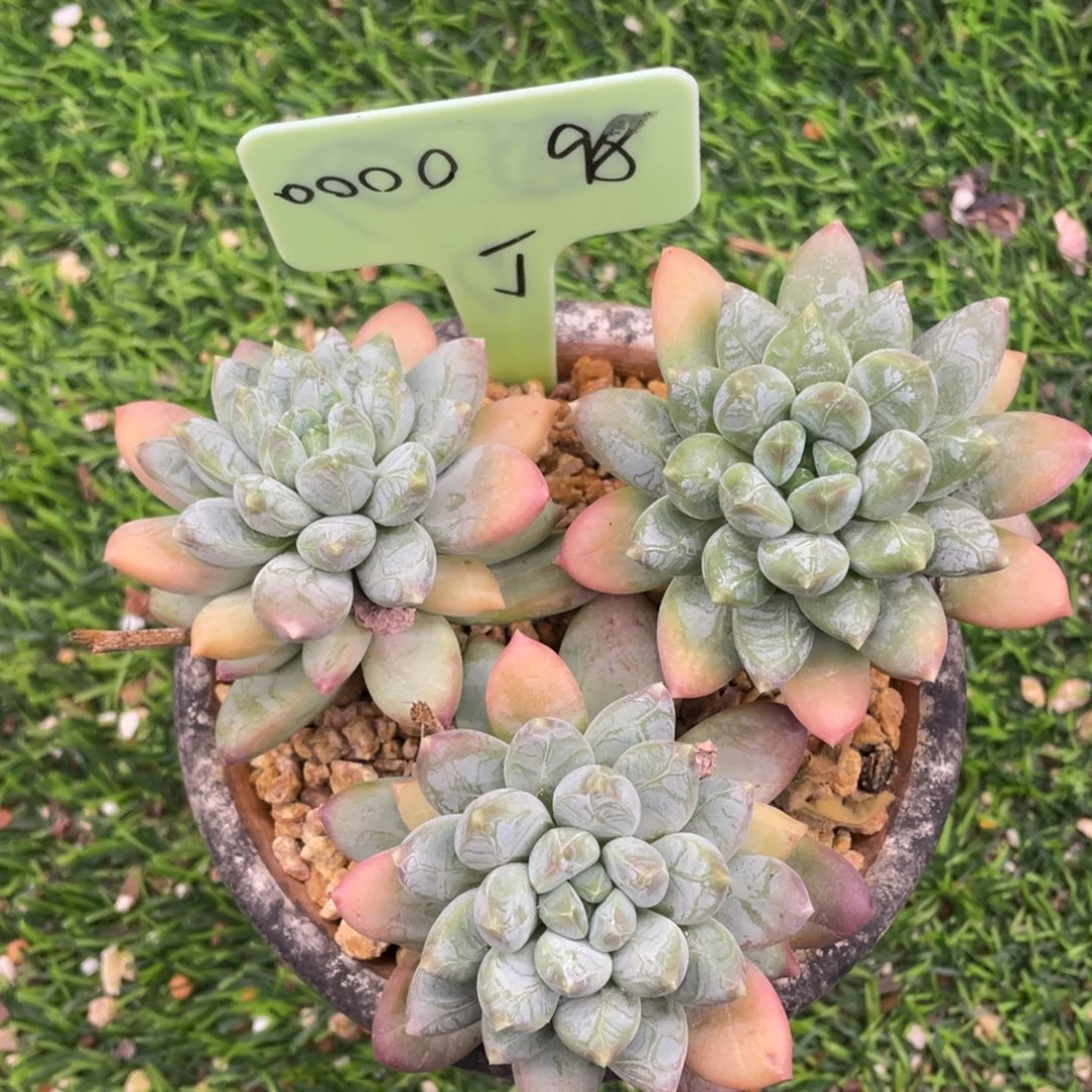 。***。三色美人多肉植物