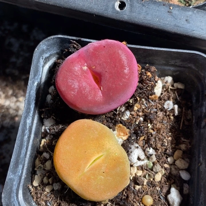 J****r7159一组一组一组