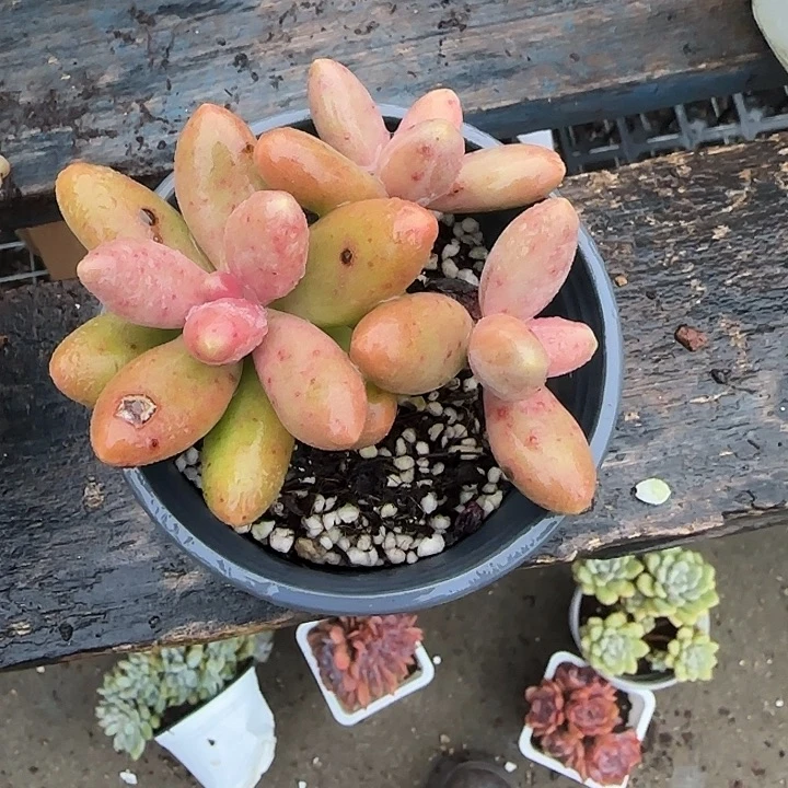 青蛙王子儿童牙膏套装11