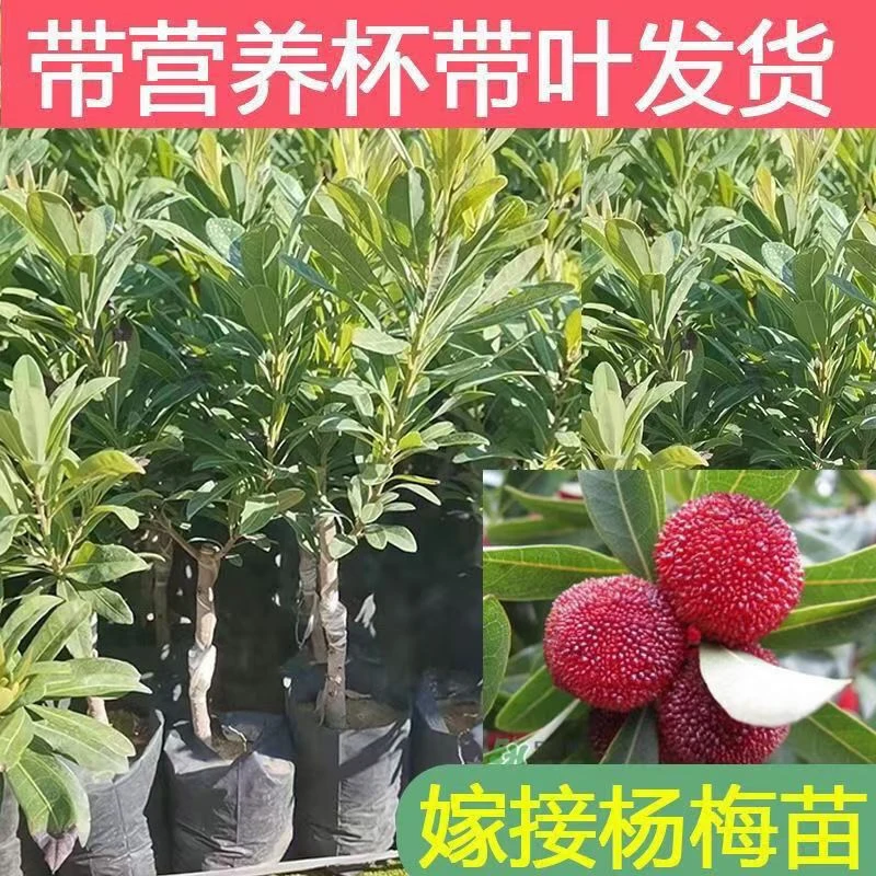 东魁杨梅树树苗梅苗特大南方北方种植地栽当年结果杨梅苗当年结果