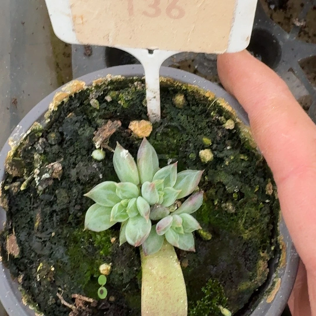 紫荆12345678901112