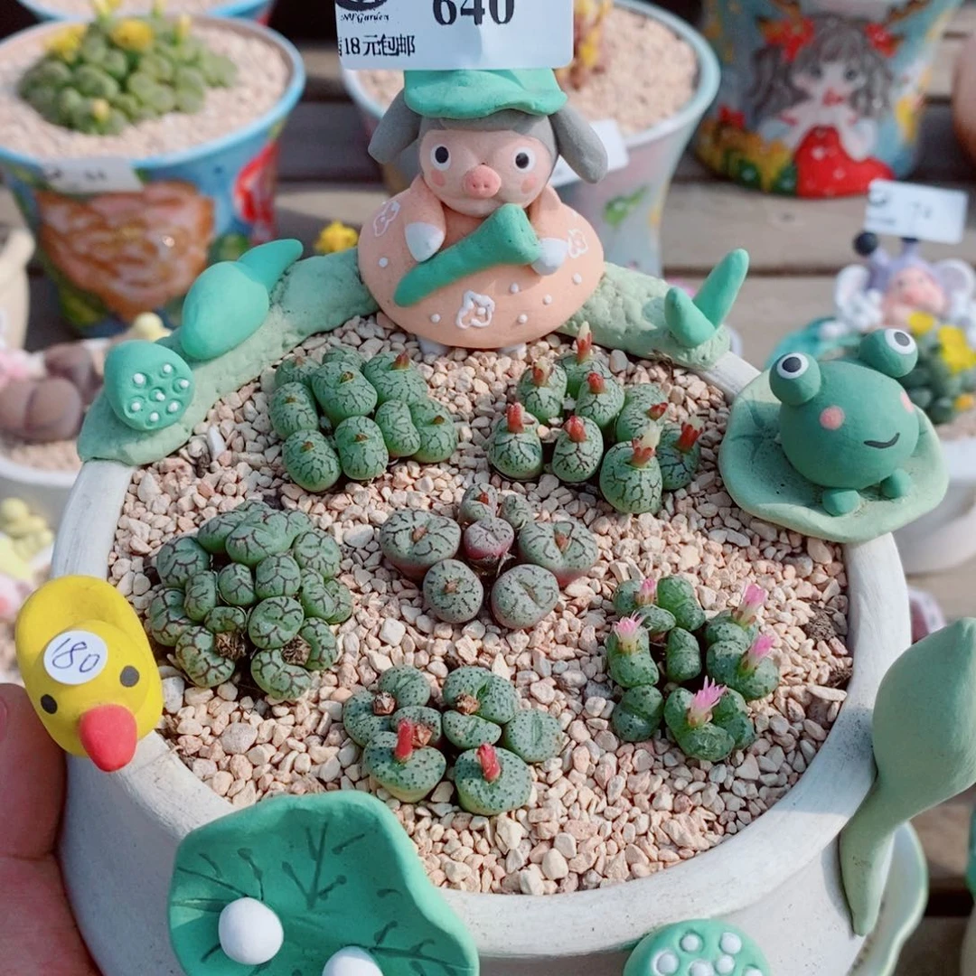 生石花花花花花花花640