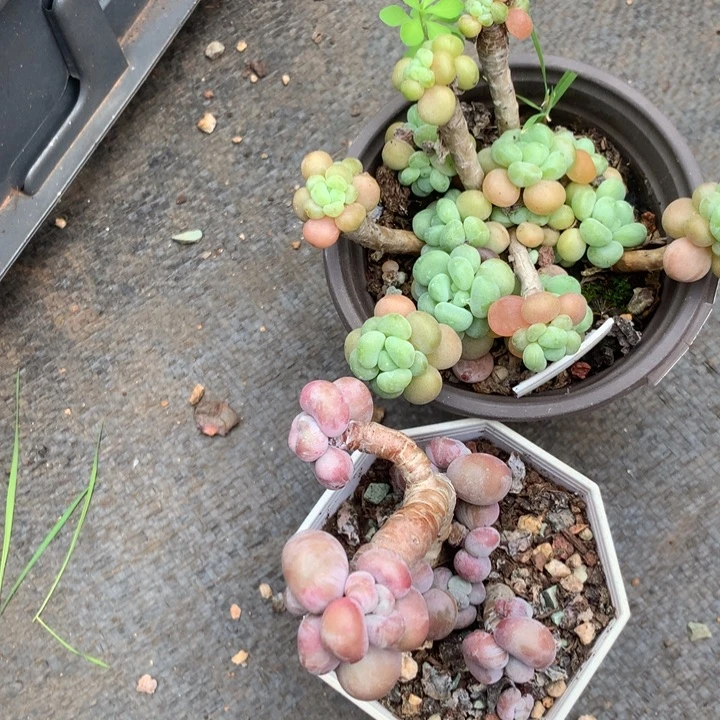 ****️馄饨副总JJM2K默读卧龙童模