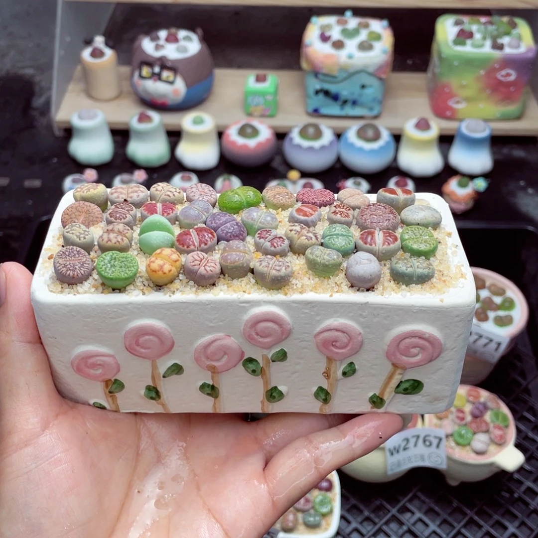 w2773 开播福利 带盆土发货一物一拍