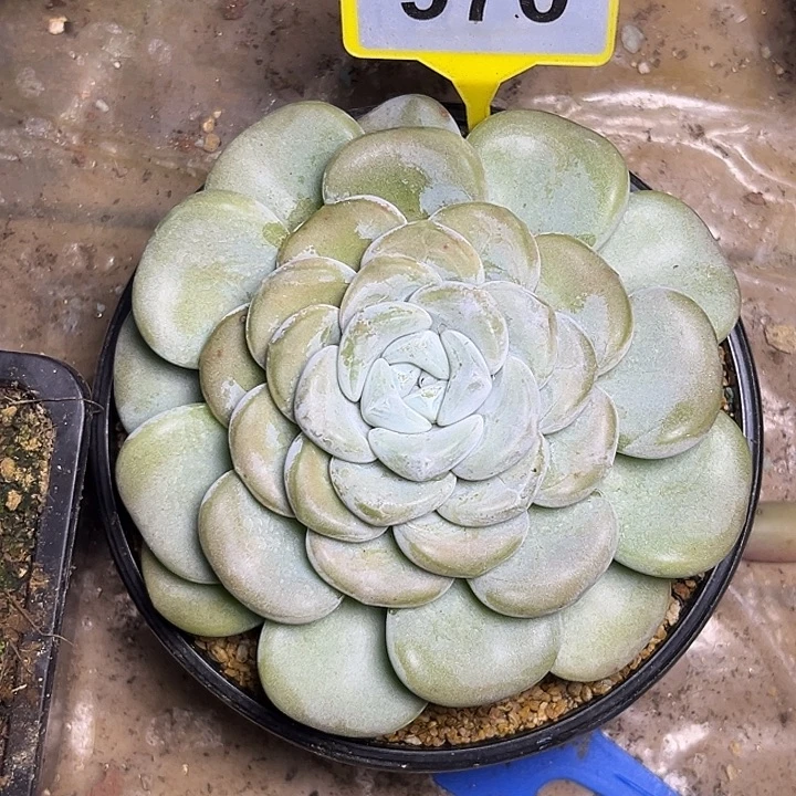 多肉植物玉麒麟970