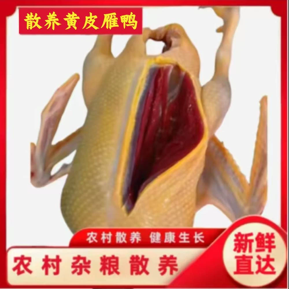 净重8-9斤黄皮雁鸭【买2送1】大雁鸭黄皮带心带胗发顺丰
