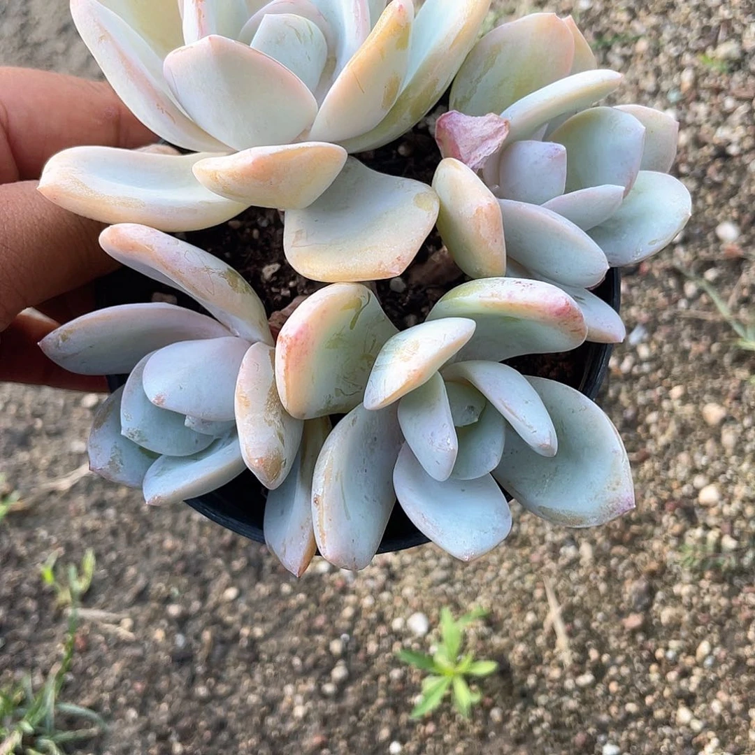 0203  奶桃  六月六