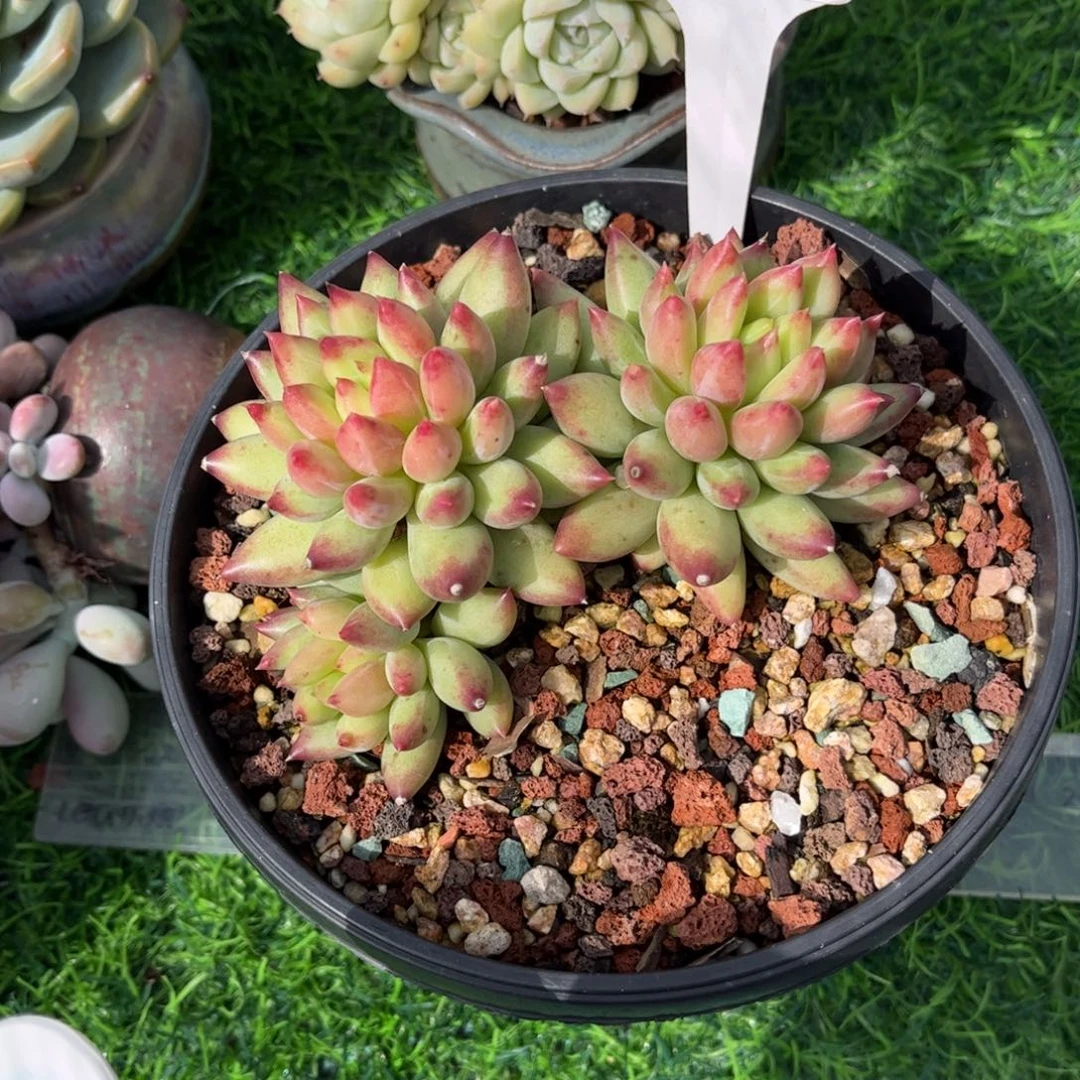 小****多肉植物3788………….