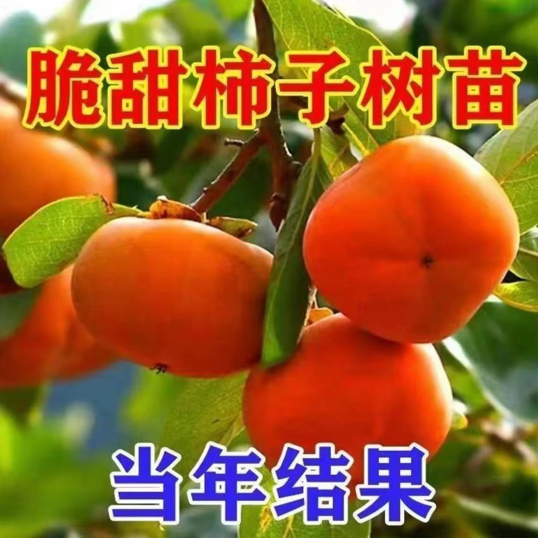 脆甜柿子树苗盆栽地栽庭院种植（摘叶发货）