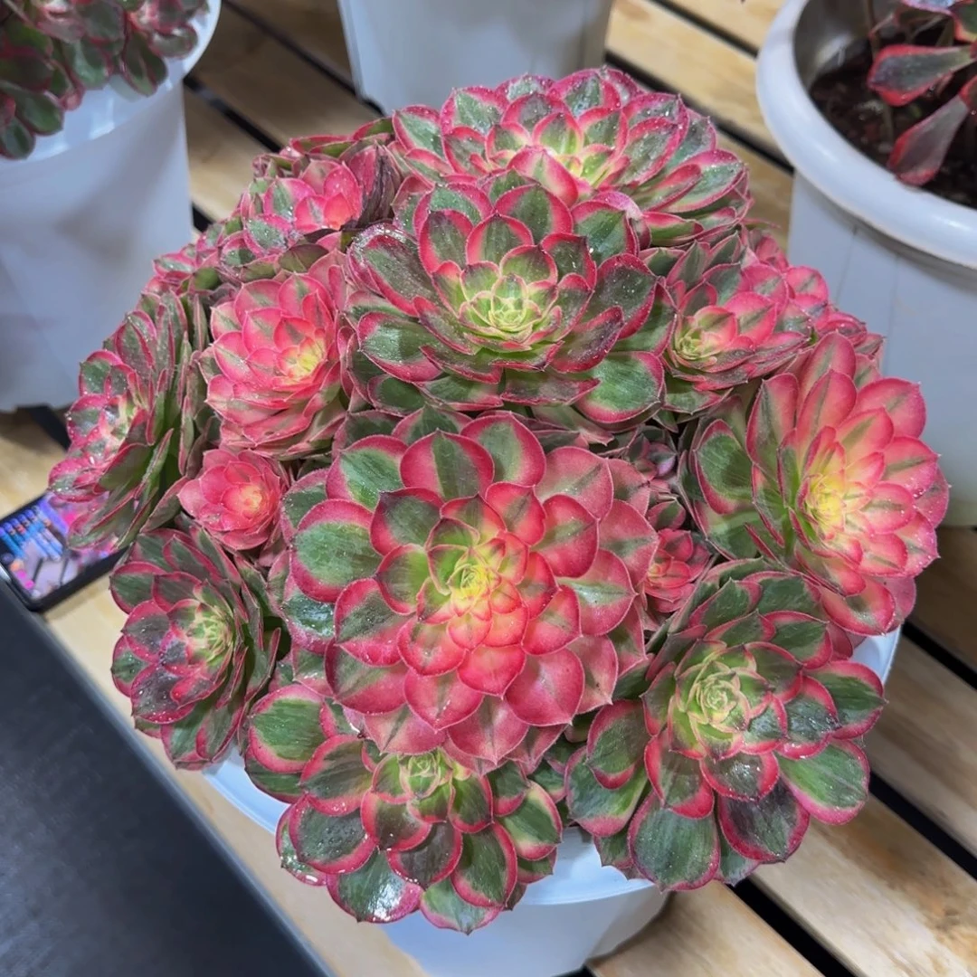 C***恋玉芙蓉精品法师锦