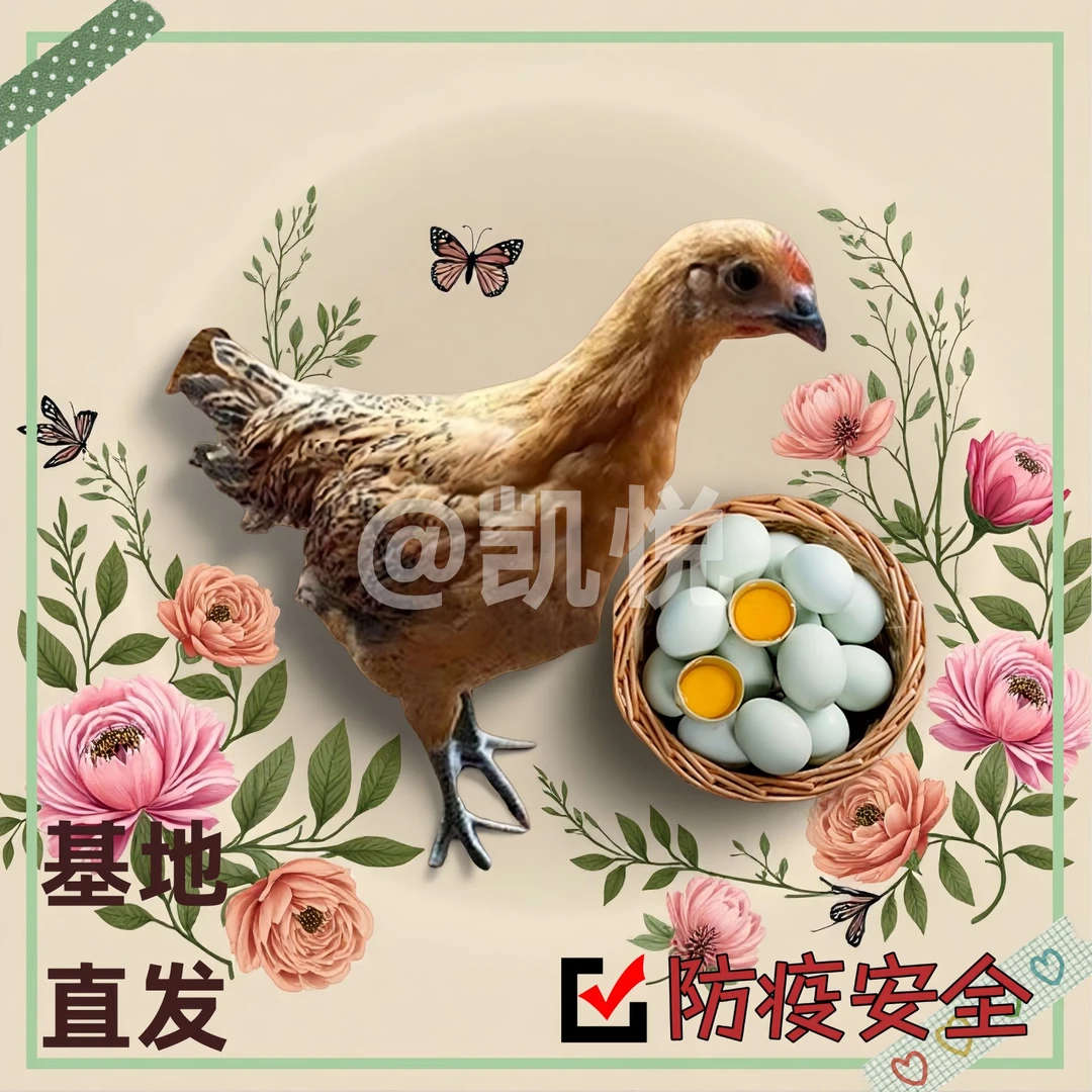 半斤左右红瑶宠物鸡青腿黑脚鸡土鸡【顺丰发货】到手 12只--