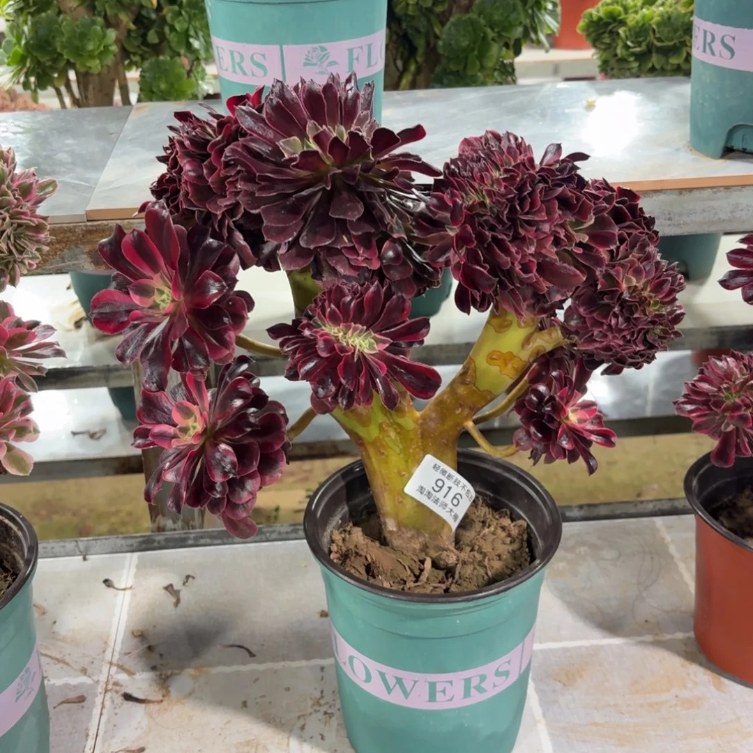 916美杜莎缀化多肉植物