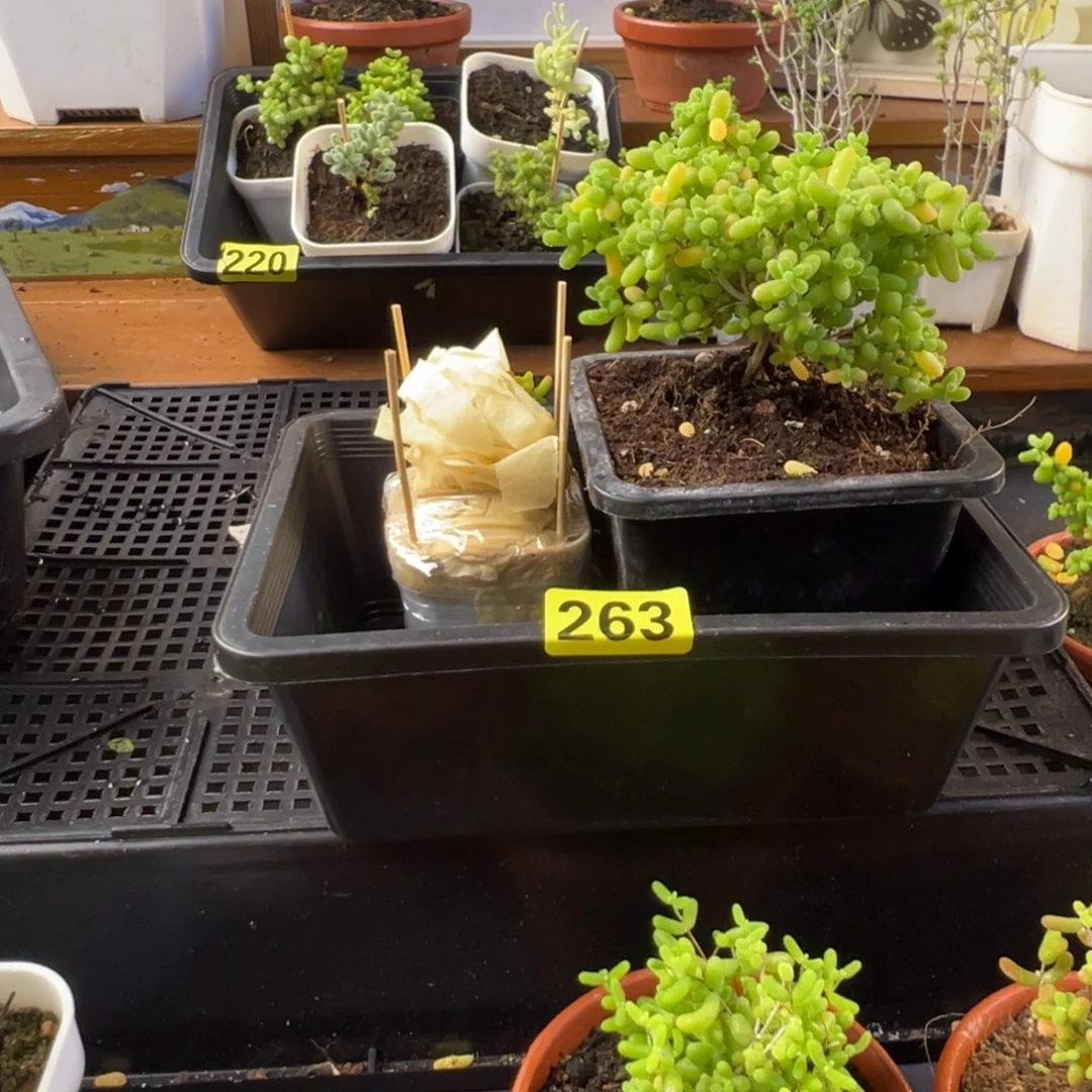 枝干番杏多肉植物263