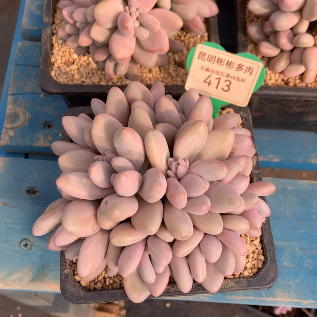 瞻****婴蜜多丽矮桩平头413