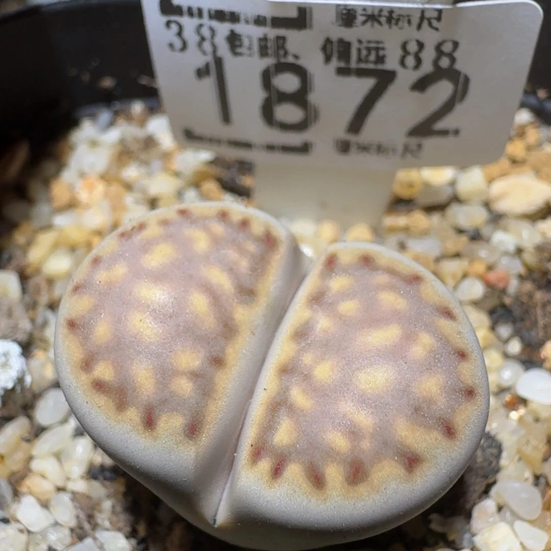 Ssss精品生石花1872