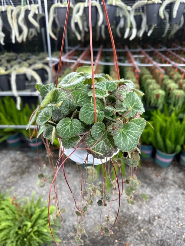 虎耳草盆栽苗金丝荷叶假山附石盆景攀爬植物适合阳台