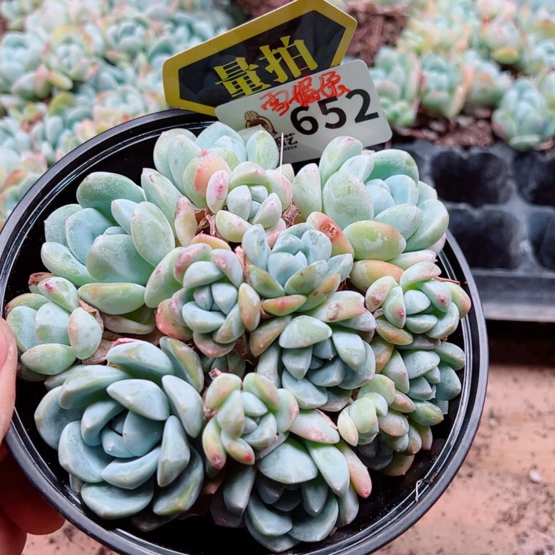 当前无花朵，栽培后可花朵