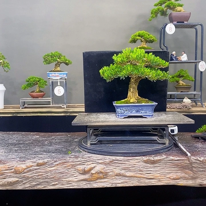 无花朵黄杨盆景四季常青不落叶