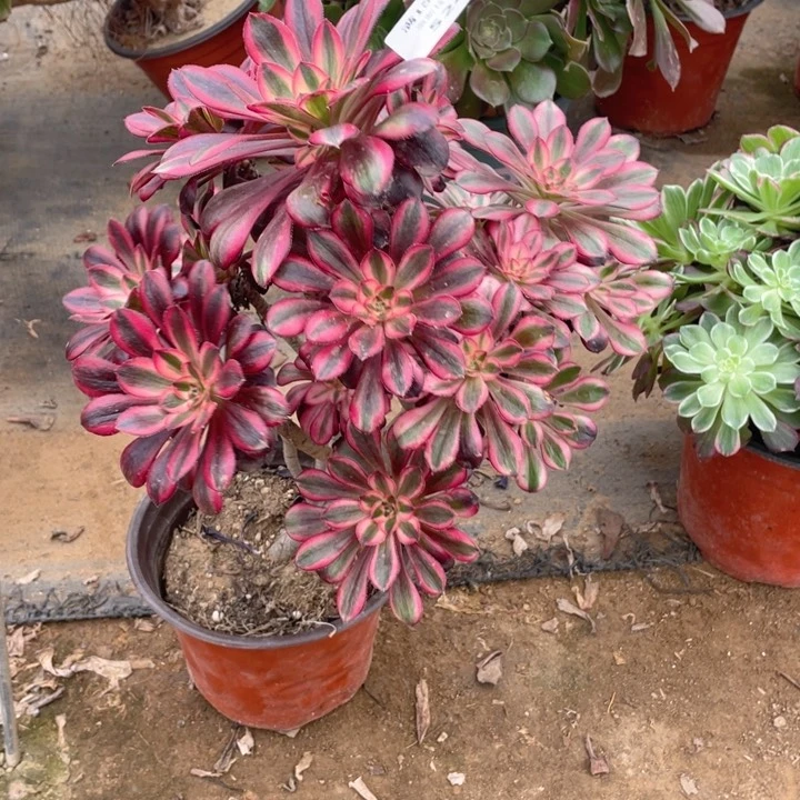 524杆偏法师多肉断枝不售后