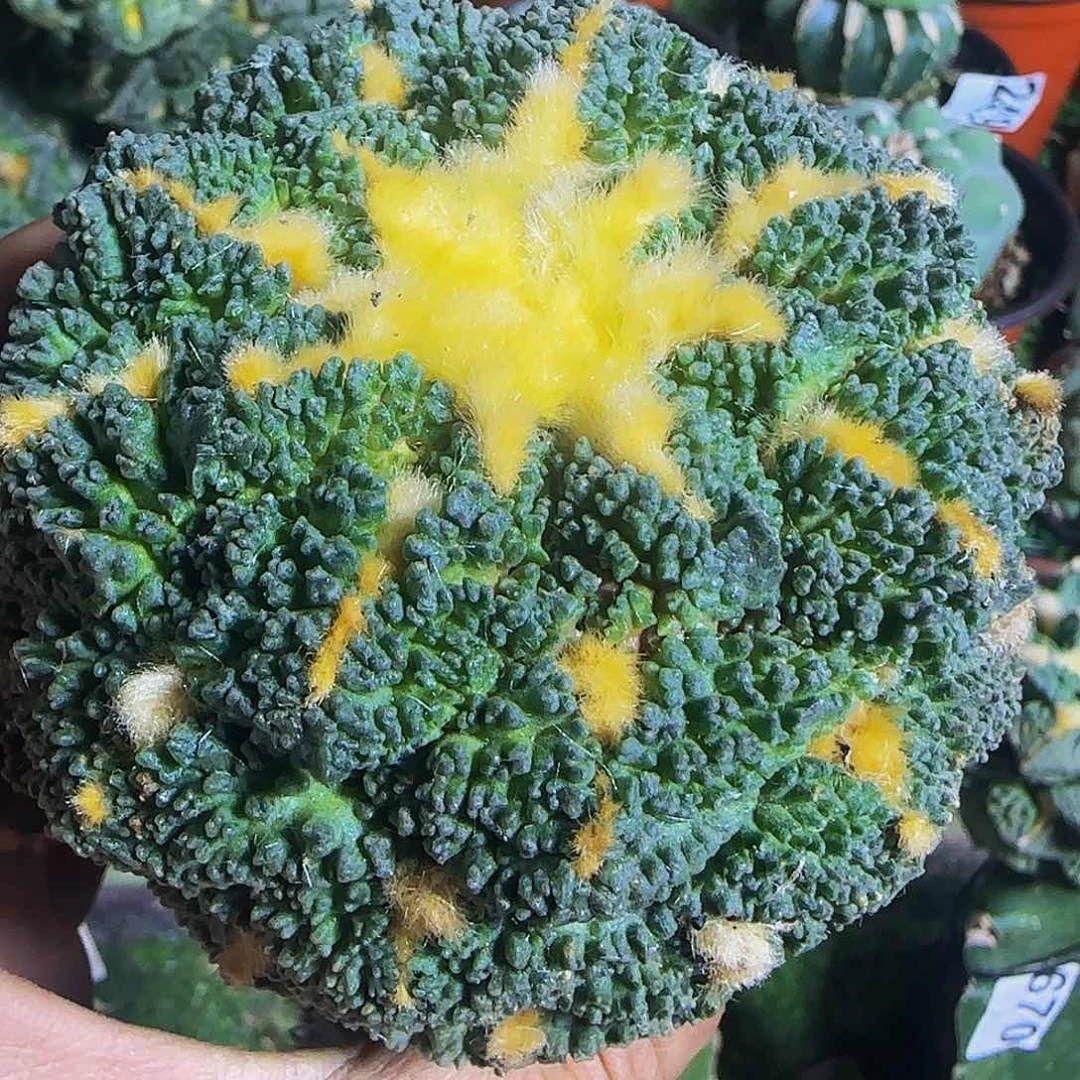 龟甲395仙人球开花