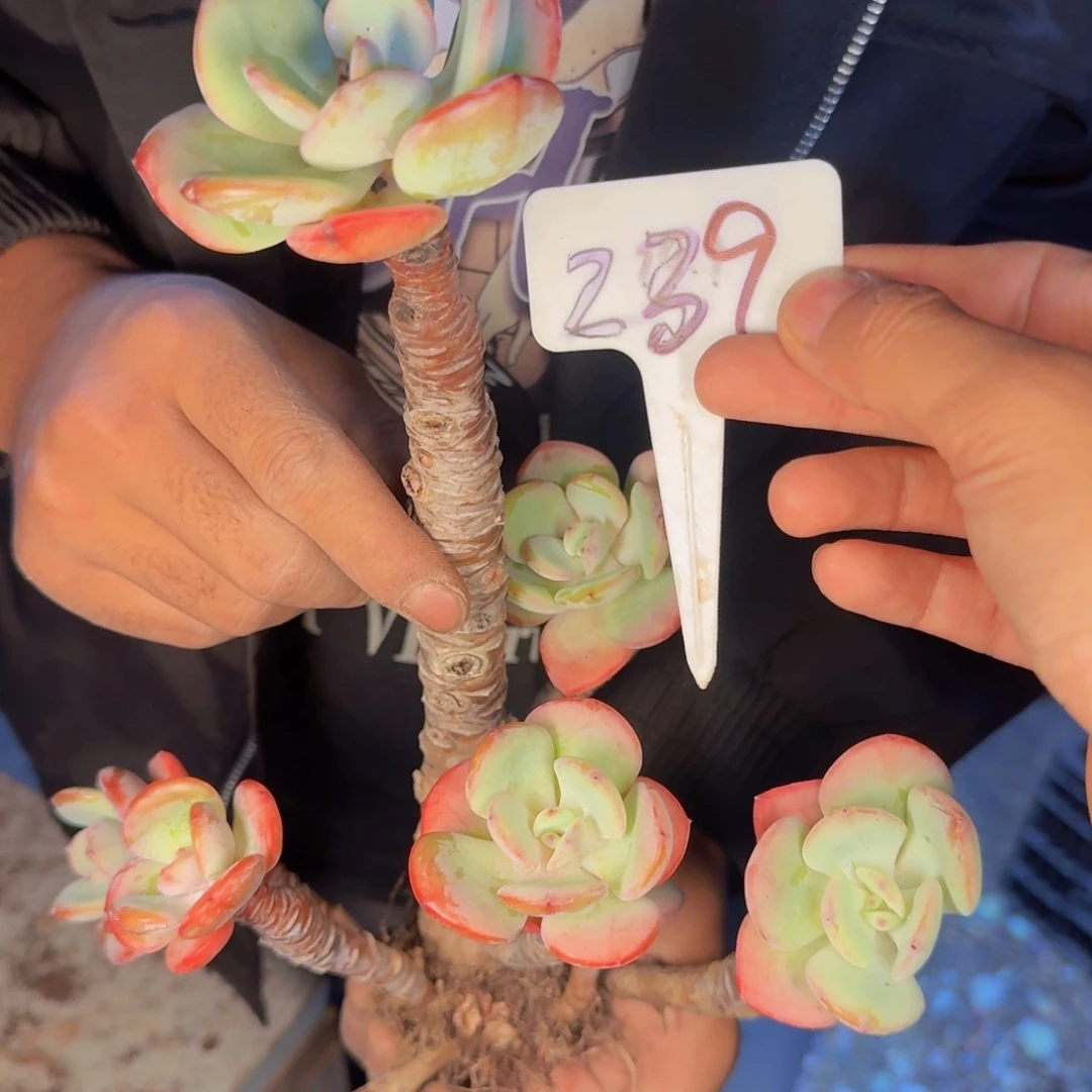 多肉植物的生长发育与
