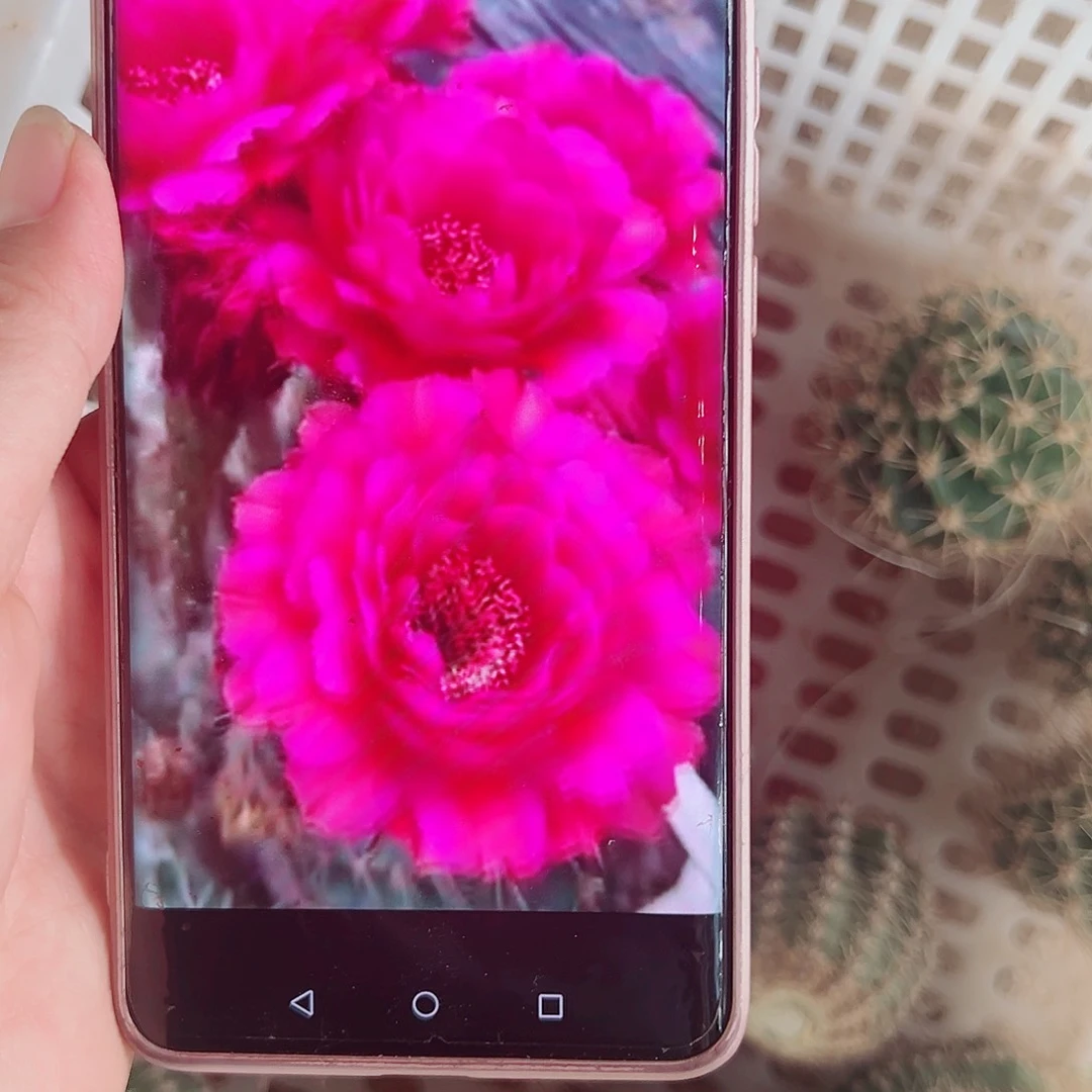 彩草丝牡丹侧芽00000