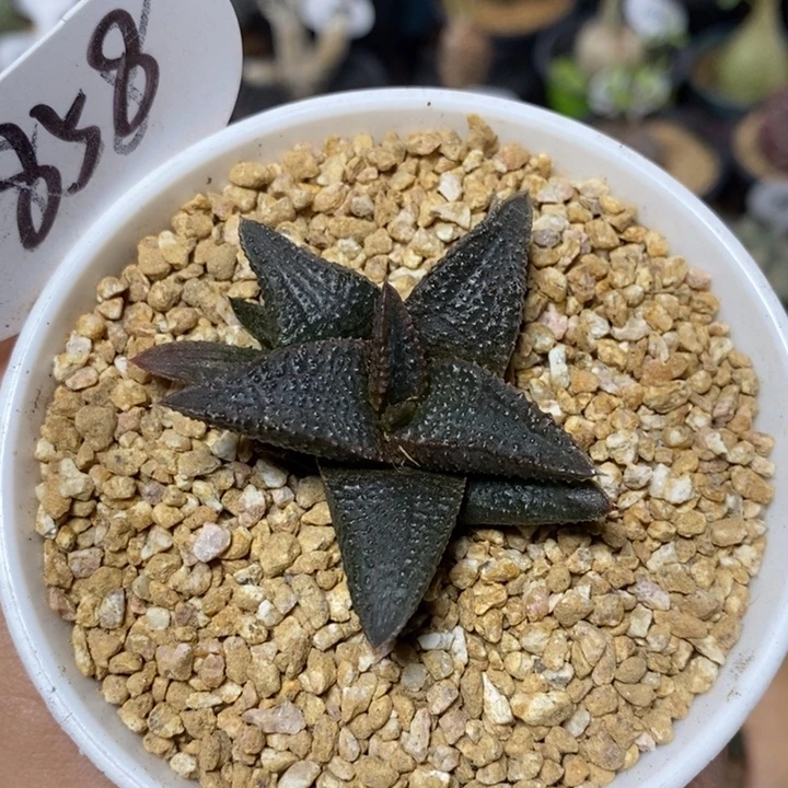 硬叶十二卷黑王858号5cm