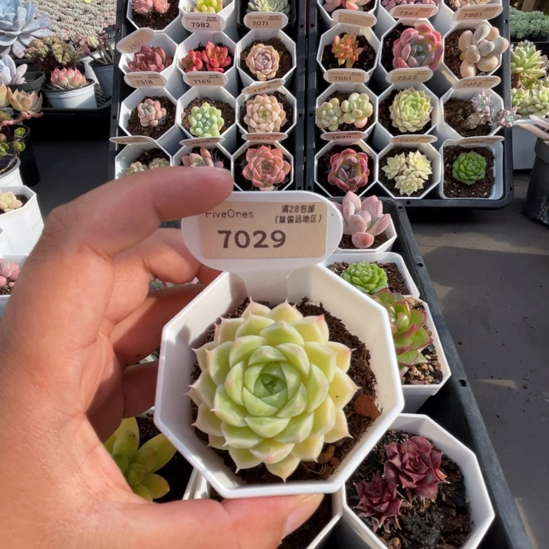 7029绿糖甜心4.5厘米
