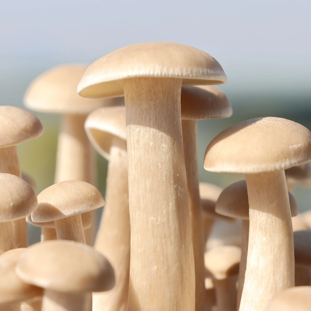 参说菇【现摘现发】精选新鲜鹿茸菇现摘现发煲汤食材菌菇400g/袋