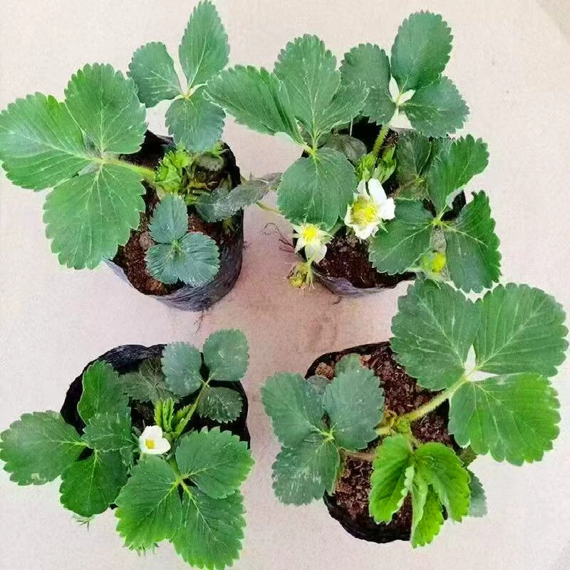 四季带土草莓秧苗盆栽特大奶油红颜草莓苗室内外阳台种植新种苗子