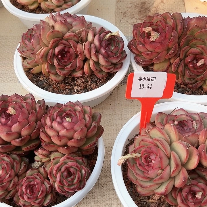 13.54万宝龙带盆