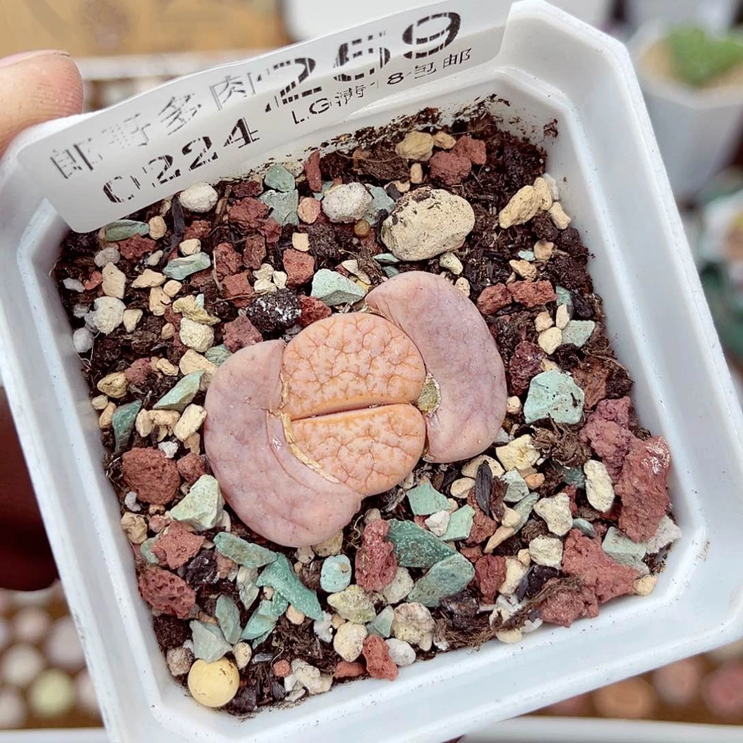 郎哥多肉生石花24-259