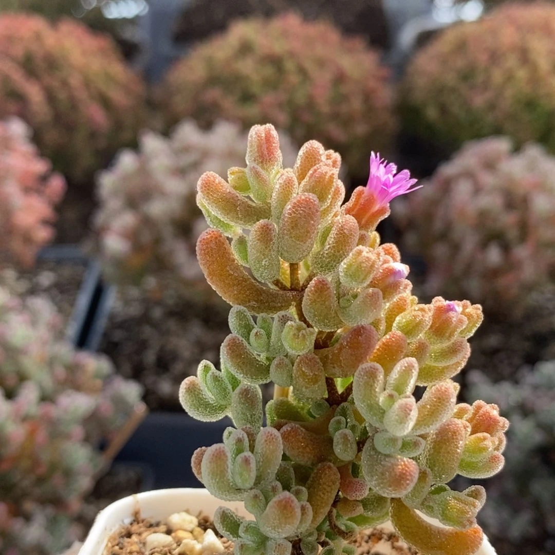 冰橙5561枝干番杏