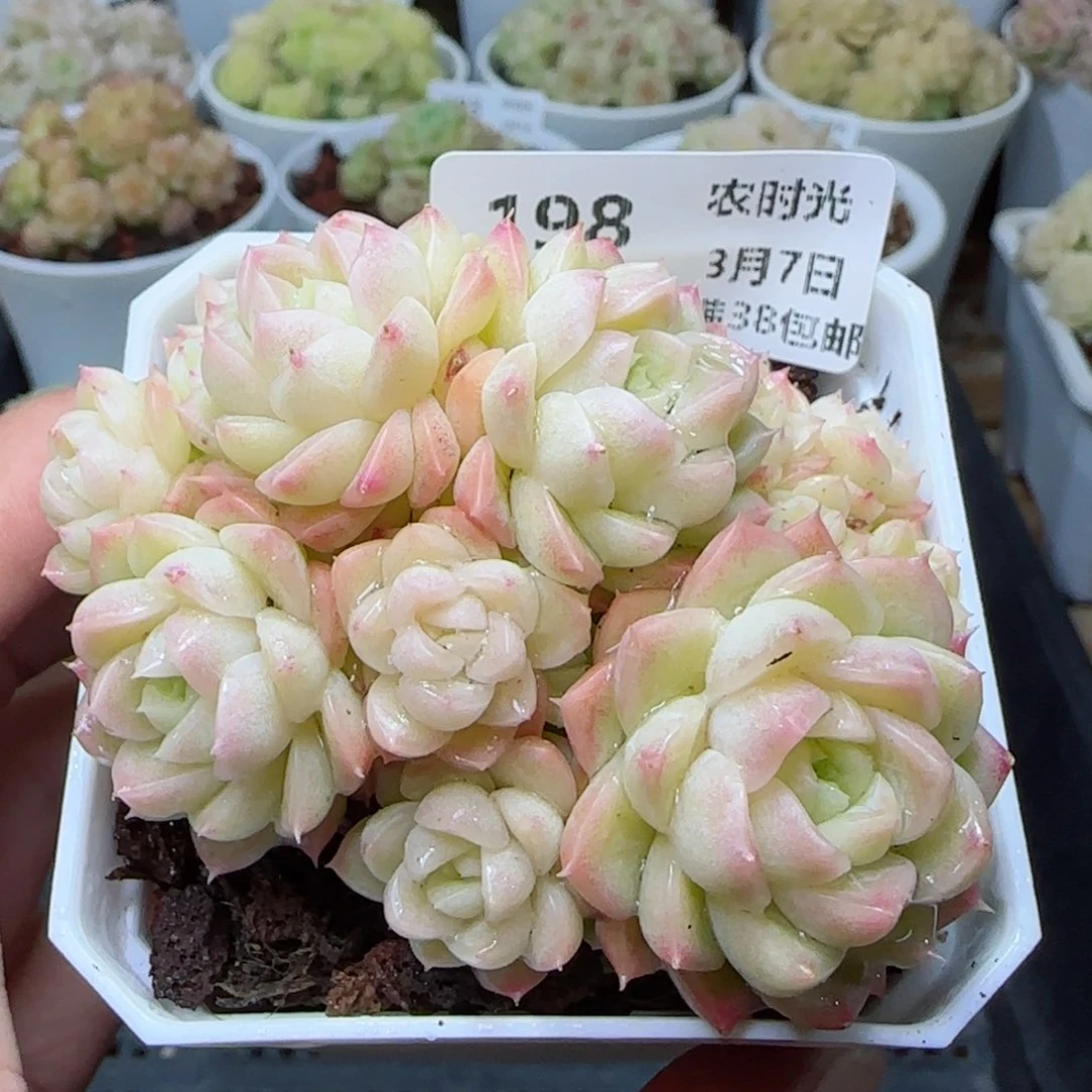 【闪购商品】0307-198（xpp-280）