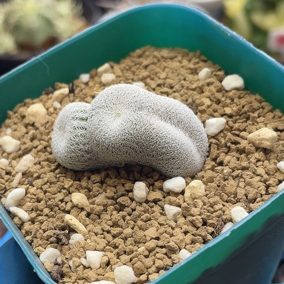 米***雪帽子缀化专拍仙人球多肉