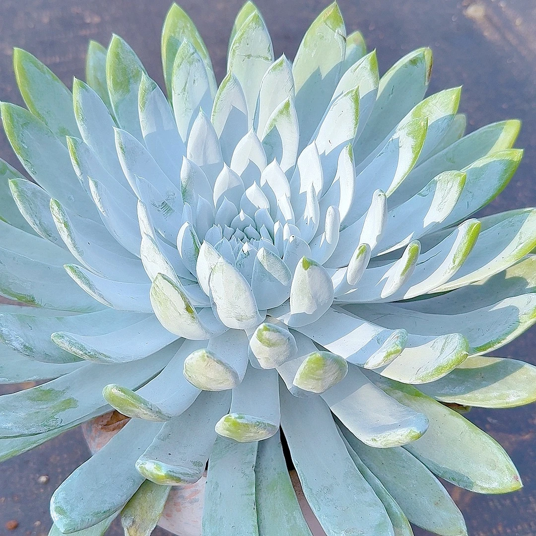 三岁家 老桩单头雪山（脱土）多肉植物 好看好养 星花怒放